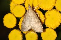Udea prunalis