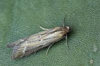 Pempeliella ornatella
