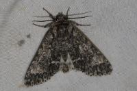 Acronicta megacephala