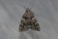 Catocala promissa