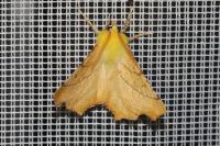 Ennomos alniaria