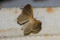 Euchoeca nebulata