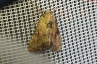 Apamea scolopacina