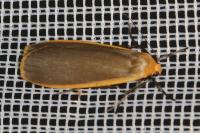 Katha depressa