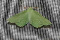 Geometra papilionaria