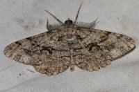Peribatodes secundaria secundaria