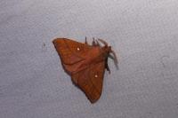 Odonestis pruni