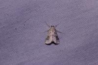 Parapoynx stratiotata