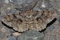 Peribatodes secundaria secundaria