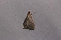 Ostrinia nubilalis