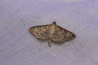 Patania ruralis