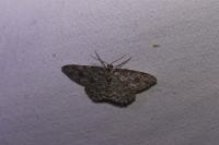 Ectropis crepuscularia