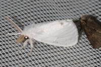 Sphrageidus similis