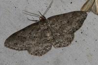 Ectropis crepuscularia