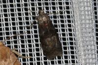 Phycita roborella