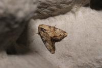 Apamea scolopacina