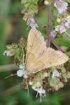 Endotricha flammealis