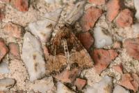 Mesoligia furuncula