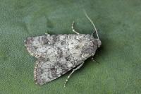 Polia serratilinea