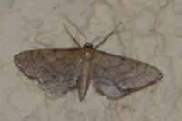 Idaea infirmaria
