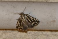 Emmelia trabealis