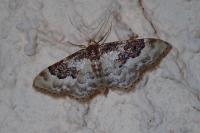 Idaea rusticata