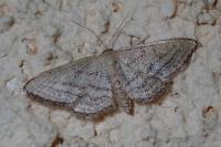 Idaea mediaria