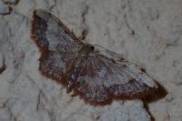 Idaea efflorata