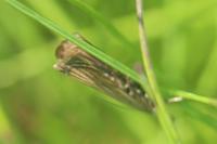 Chrysoteuchia culmella