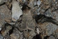 Euxoa decora simulatrix