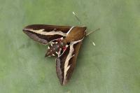 Hyles gallii