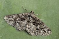 Peribatodes ilicaria ilicaria