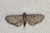Eupithecia