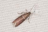 Cryptoblabes bistriga