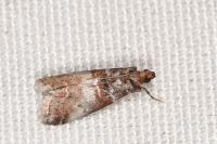 Acrobasis advenella