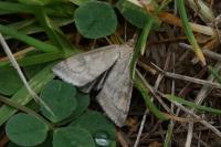 Udea nebulalis