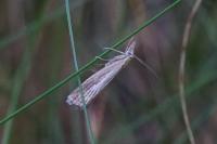 Agriphila straminella
