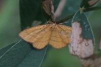 Idaea flaveolaria