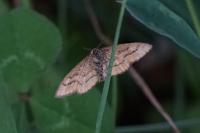 Idaea flaveolaria