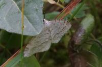 Mesotype verberata