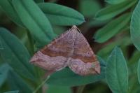 Scotopteryx chenopodiata