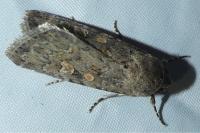 Spodoptera exigua