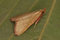 Hypsopygia incarnatalis