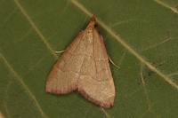 Hypsopygia incarnatalis