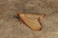 Hypsopygia incarnatalis