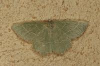 Thalera fimbrialis