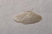 Idaea subsericeata