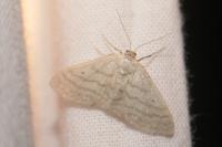 Idaea subsericeata