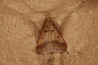 Stemmatophora brunnealis
