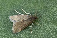 Pyrausta despicata